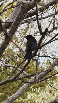 Amsel in einem bl&uuml;henden Kirschbaum