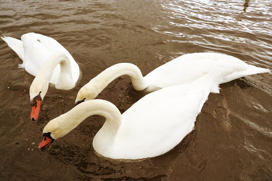 水面に顔を近づけている3羽の白い白鳥。餌を探しているのか、水面を覗き込んでいる様子。