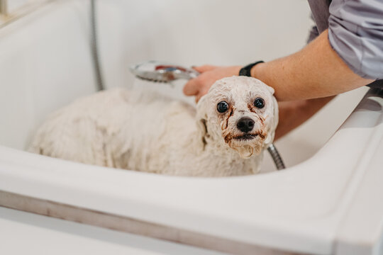 Happy white lapdog taking bath in white tub, owner washing pet with shower head, hygiene lifestyle.