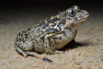 Fototapeta premium Spadefoot (Pelobates cultripes) found in Portugal 