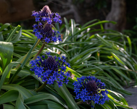 Closeup of flowers of Portuguese squill (Scilla peruviana) in a Jersey garden in late spring