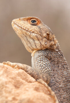 Close up of an incredible Moroccan agama (Agama bibronii) 