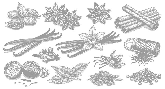 Hand Drawn Organic Whole Spices and Culinary Herbs Set