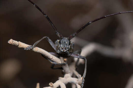 Close up of an astonishing longhorn beetle (Monochamus galloprovincialis) from southern Spain 