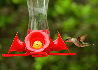 Fototapeta premium A female ruby-throated hummingbird drinking from a bird feeder