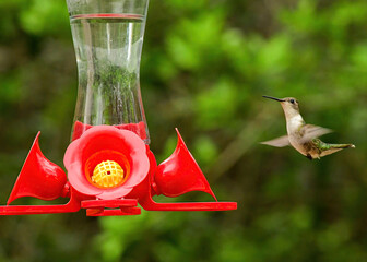 Fototapeta premium A female ruby-throated hummingbird hovering near. a bird feeder