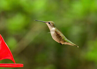Fototapeta premium A female ruby-throated hummingbird hovering near. a bird feeder
