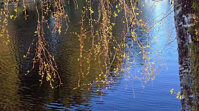 The tree branches bend tjowards the lake