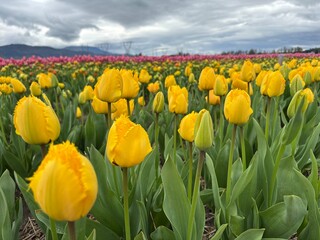 Obraz premium Close-up of Fringed Yellow Tulips in Field, Bright Spring Floral Concept