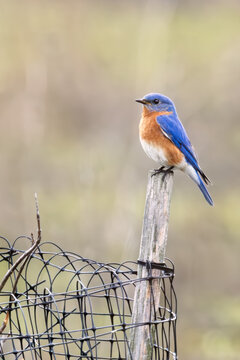 Male Eastern Bluebird perched on a post