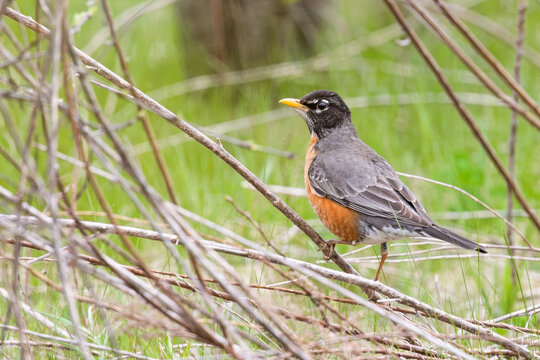 American Robin perched on low branch