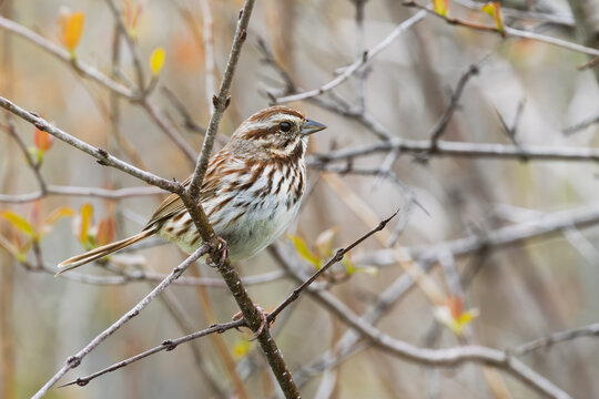 Song sparrow perched among buds on a tree in spring