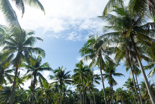 Tropical coconut palm trees against bright blue sky for summer travel vacation and natural agricultural background design