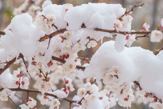 Spring Snow. Snow covers spring blossoms on delicate branches in May. Concept of snow, seasonal change, fragile nature, unexpected cold