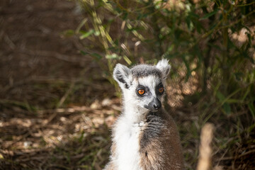 Fototapeta premium Ring Tailed Lemur Animal Portrait in Nature. Lemur Portrait Close Up in Natural Habitat. Lemur Close Up with Detailed Fur and Eyes.