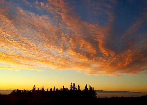 Golden Sunrise Sky with Fire Clouds over Canadian Forest Silhouette