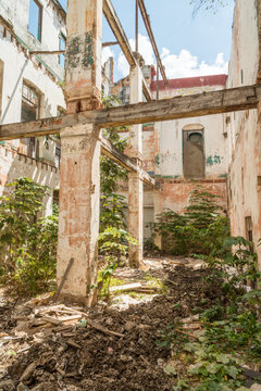 Cuba, Havana.  Weeds, shrubs and plants growing in the ruins of an old house in old Havana