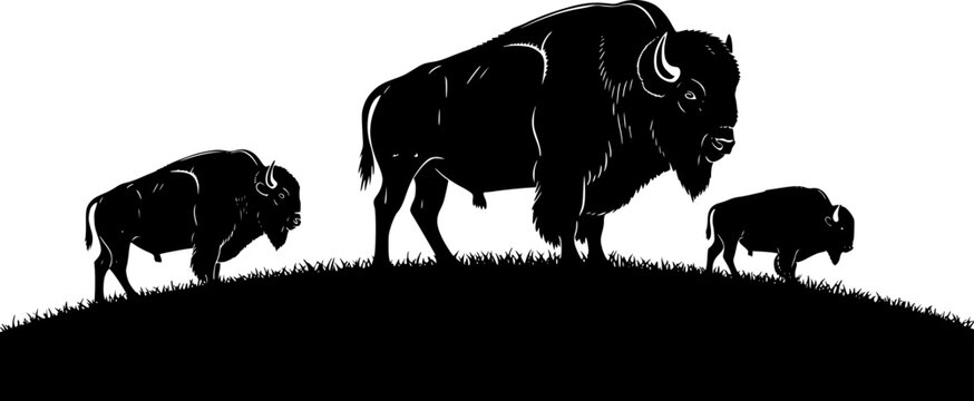 Large bison standing with two smaller bison on a grassy hilltop in silhouette
