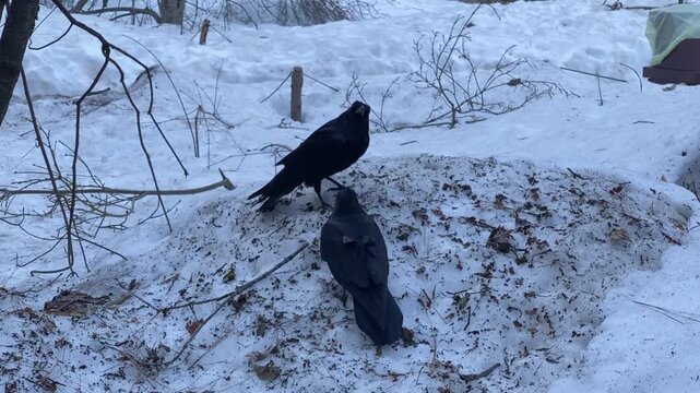 Two ravens on a snow mound