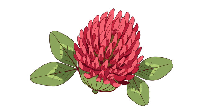 Red clover flower illustration with green leaves. Stylized botanical drawing of Trifolium pratense isolated on white background