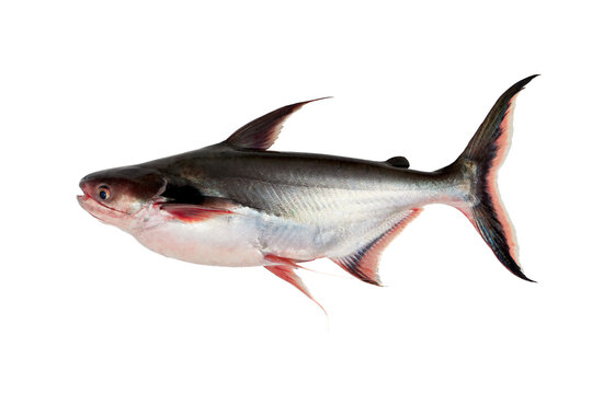 black ear catfish