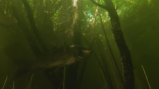 Mirror carp Cyprinus carpio swimming between submerged trees near a lakeshore, with forest visible through the surface in lake water.