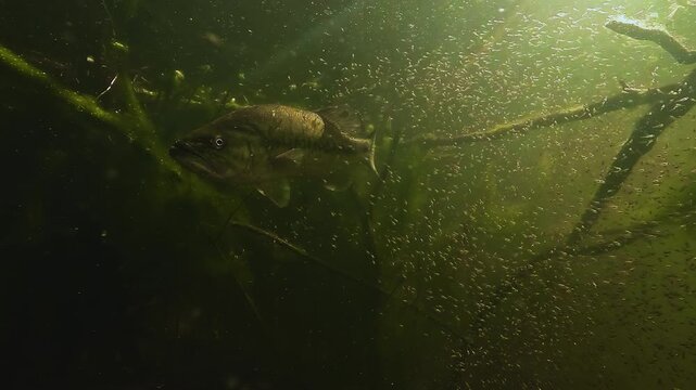 Male largemouth bass Micropterus salmoides crossing its dense swarm of newly hatched fry above the nest in a shallow lake. Visit my portfolio to discover the other clips from this scene.
