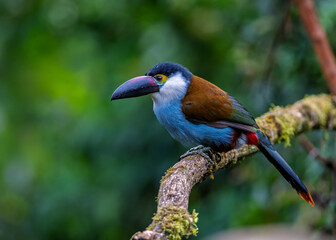 Obraz premium Black-billed Mountain-Toucan Perched on Mossy Branch in Colombian Cloud Forest