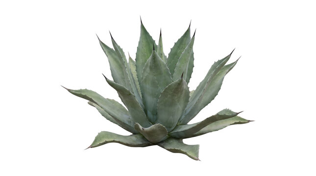 Agave Succulent Plant Isolated PNG with Transparent Background