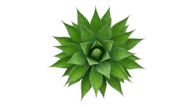 Green Agave Succulent Top View Isolated PNG with Transparent Background
