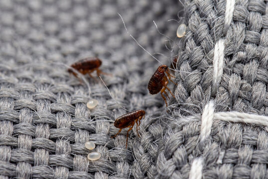 Macro of adult fleas and their eggs infesting a grey woven fabric pet bed