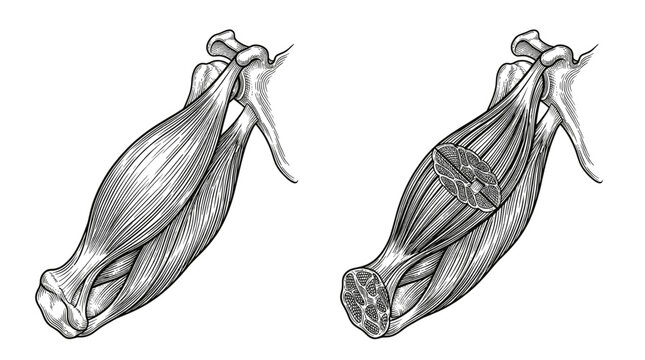 Anatomical illustration showing the structure of a muscle, with a cross-section revealing its internal composition.