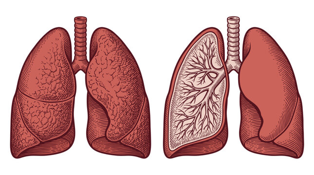 Anatomical illustration of human lungs, showing a whole lung and a cross-section revealing internal structures.