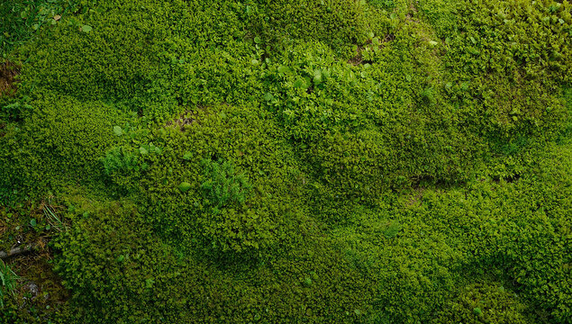 A top-down macro view of dense, lush green moss covering the ground in natural uneven patches, forming soft organic textures and subtle rolling contours. 