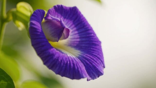 Vibrant Blue Butterfly Pea Flower Captures the Essence of Nature's Beauty