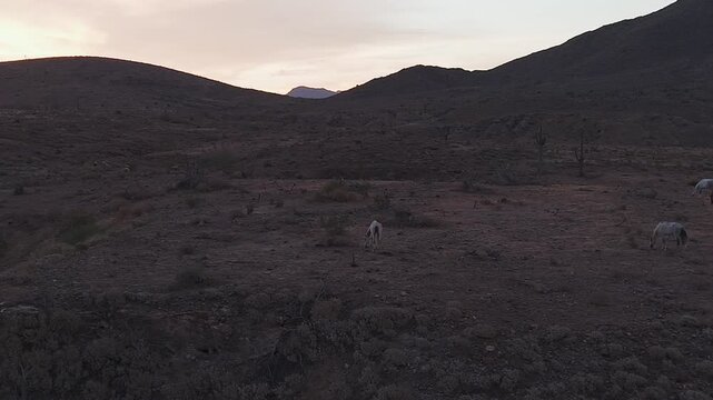Aerial Pan Of Wild Horses Grazing Peacefully On Mesa In Arizona Before Sunrise 