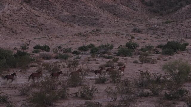 Band Of Wild Horses Racing Across A Desert Valley Floor In Arizona With Thundering Noise and Dust Flying Early Morning Time 