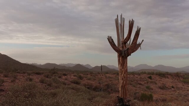 Arizona Desert Time-lapse Footage Featuring Dead Saguaro Cactus In Foreground