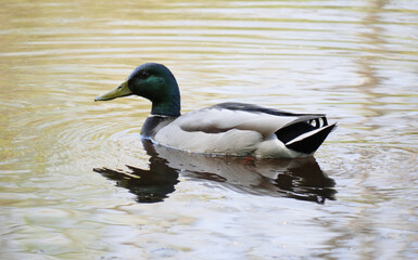 Obraz premium Mallard duck at Fishtrap Creek Park during a spring season in Abbotsford, British Columbia, Canada