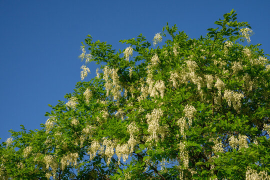 Flowering black locust tree with white blossoms in sun