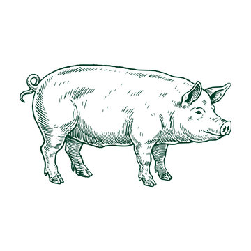 Farm Pig Livestock Swine Animal Illustration