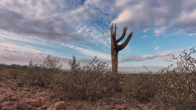 Unique Arizona Desert Landscape Time-lapse With Dead Saguaro Cactus And Fast Moving Clouds
