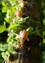 Fototapeta premium Several snails with brown shells crawl up a tree trunk amidst green leaves. The snails are positioned one behind the other, creating a line of movement.