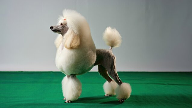Elegant Poodle Show Dog