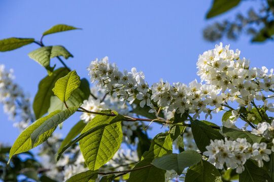 Gew&ouml;hnliche Traubenkirsche (Prunus padus)