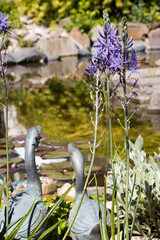 Prärielilie (Camassia spec.) © etfoto