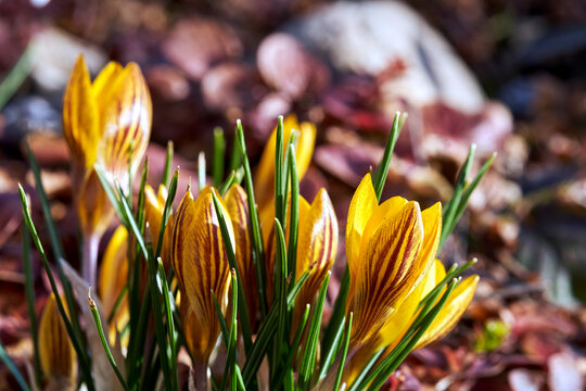 Close-up of a group of yellow crocus flowers blooming in the spring in a garden