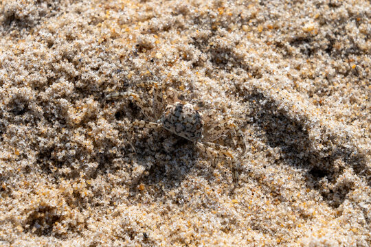 Perfectly camouflaged young ghost crab on the sand at Virginia Beach