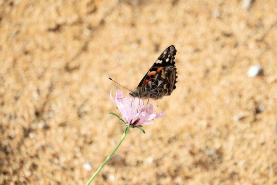 Australian Painted Lady (Vanessa kershawi) butterfly feeding on pincushion plant nectar, South Australia