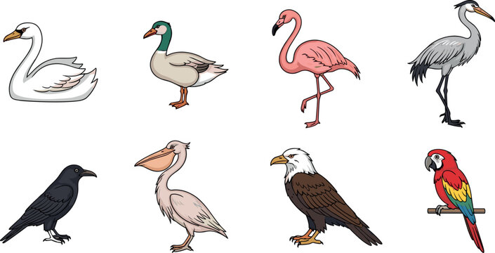 Detailed bird illustration set featuring swan duck flamingo heron pelican eagle crow parrot vector collection for wildlife nature design